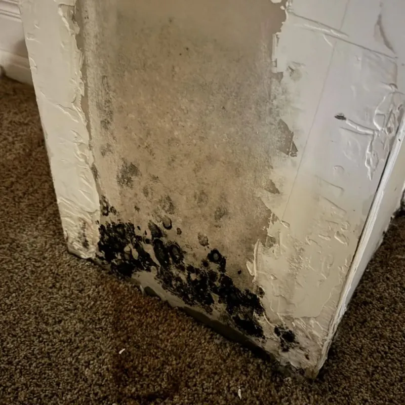 Professional Mold Removal in Austin, TX